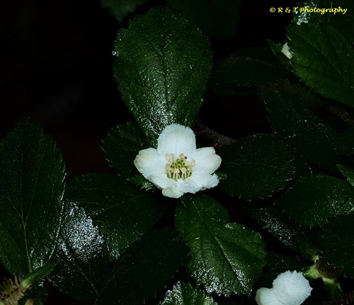 {Crataegus uniflora}